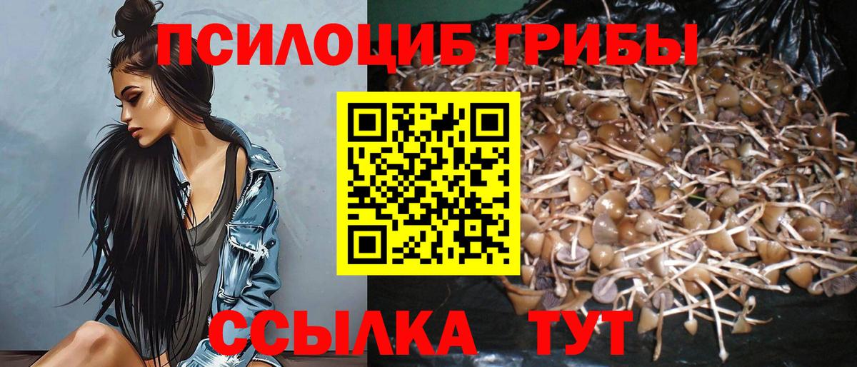Псилоцибиновые грибы Psilocybe Луховицы